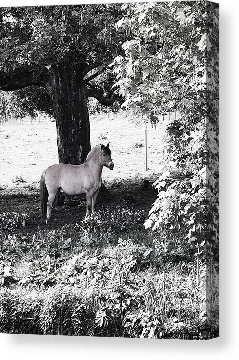 Horse Canvas Print featuring the photograph Still by HweeYen Ong