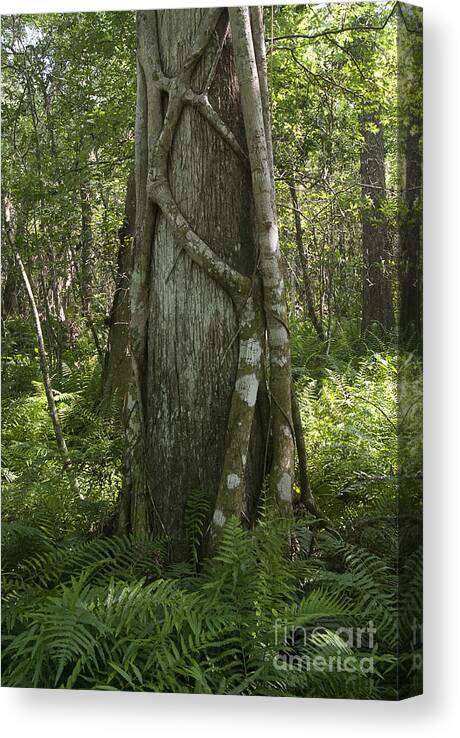 Epiphyte Canvas Print featuring the photograph Strangler Fig And Cypress Tree, Florida by Scott Camazine