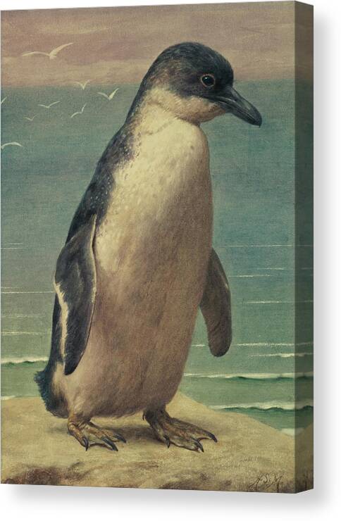 Study Canvas Print featuring the painting Study of a Penguin by Henry Stacey Marks