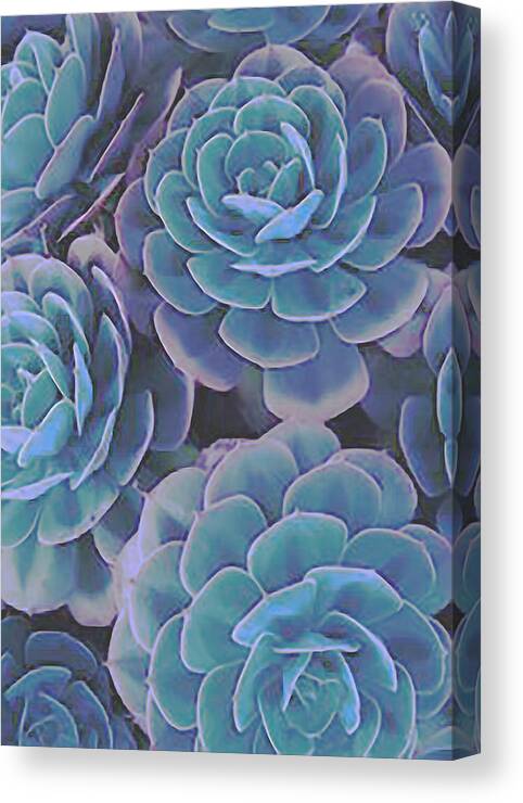Succulents Canvas Print featuring the digital art Succulent 3 by David Hansen