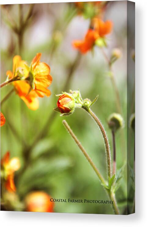 Flowers Canvas Print featuring the photograph Summer Flare by Becca Wilcox