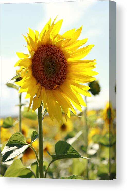Blume Canvas Print featuring the photograph Sunflower by Falko Follert