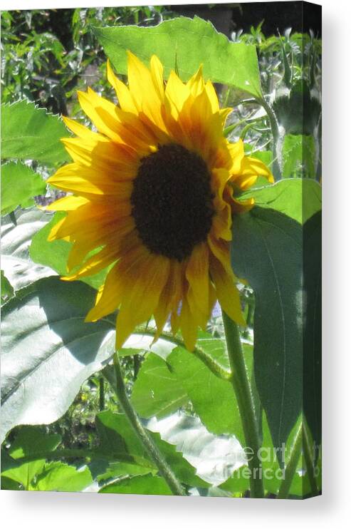Flower Canvas Print featuring the photograph Sunflower Portrait by Brandy Woods