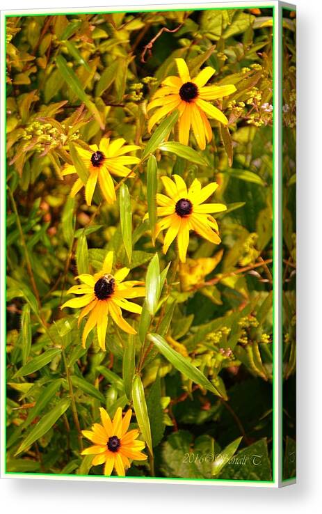 Macro Photography Canvas Print featuring the photograph Sunshine Daisies by Sonali Gangane