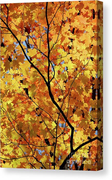 Fall Canvas Print featuring the photograph Sunshine in maple tree by Elena Elisseeva