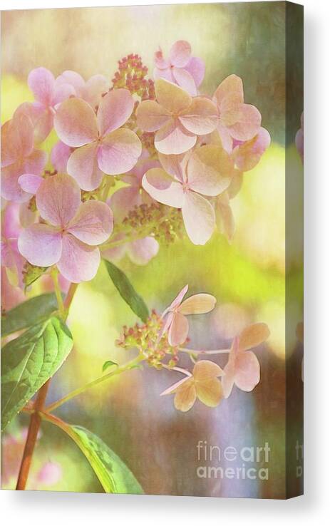 Pink Canvas Print featuring the photograph Sunshine Soft by Peggy Hughes