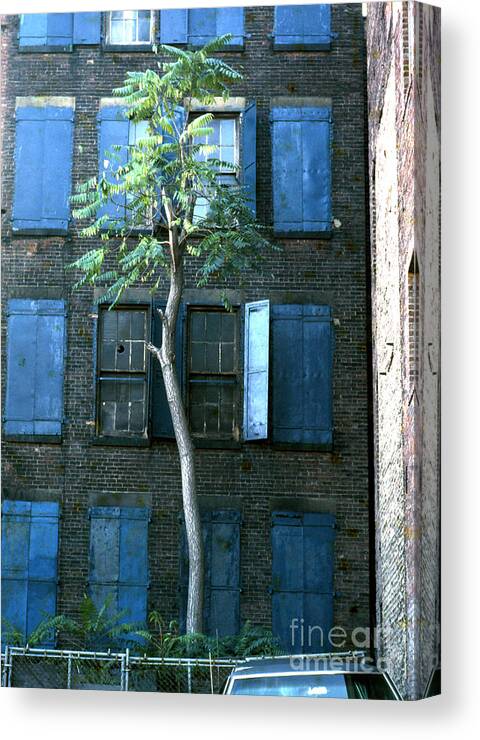 Tree Canvas Print featuring the photograph Survivor in the City by Erik Falkensteen