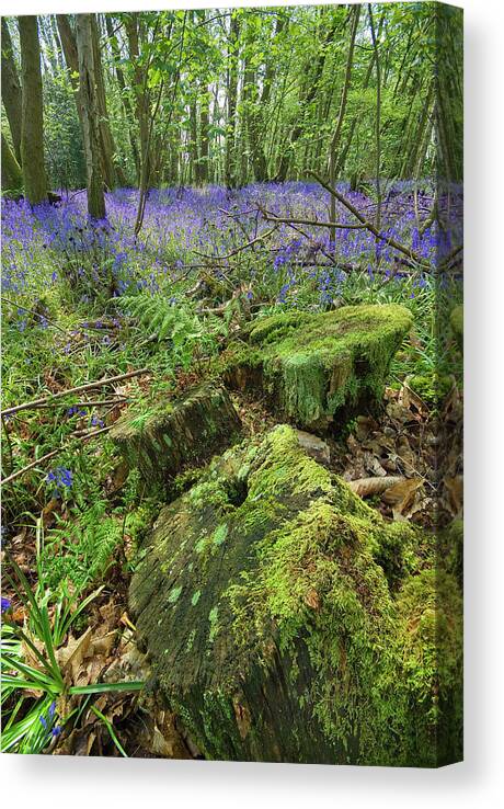 #bluebells #woodland #sunny #england #uk #stunning #beautiful #moss #stubs #trees #wood #spring #summer #wonderful #relaxing #peaceful Canvas Print featuring the photograph The Blue carpet Event by John Chivers
