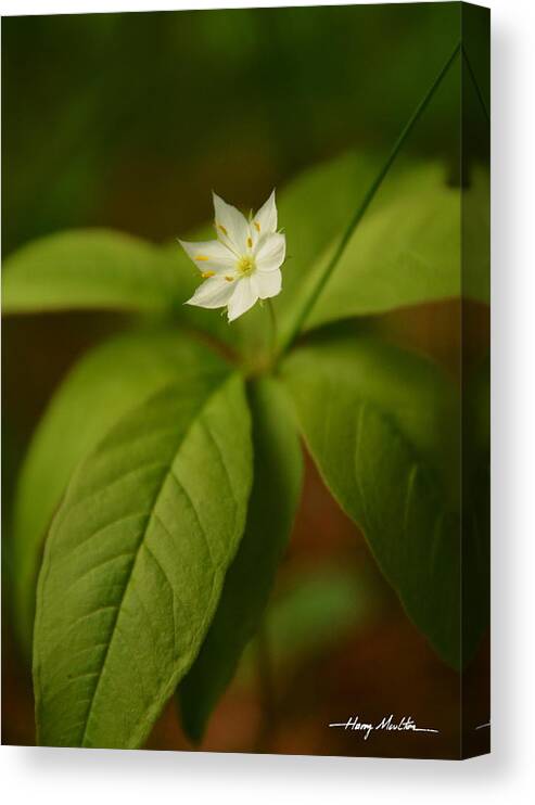 Flower Canvas Print featuring the photograph The Flower of the Dark Woods by Harry Moulton