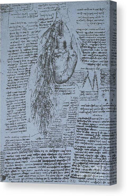 Heart Canvas Print featuring the drawing The Heart and the bronchial arteries by Leonardo Da Vinci