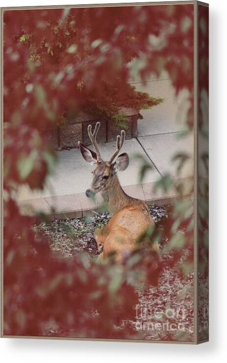 Portrait Canvas Print featuring the photograph The Mule Deer by Donna L Munro