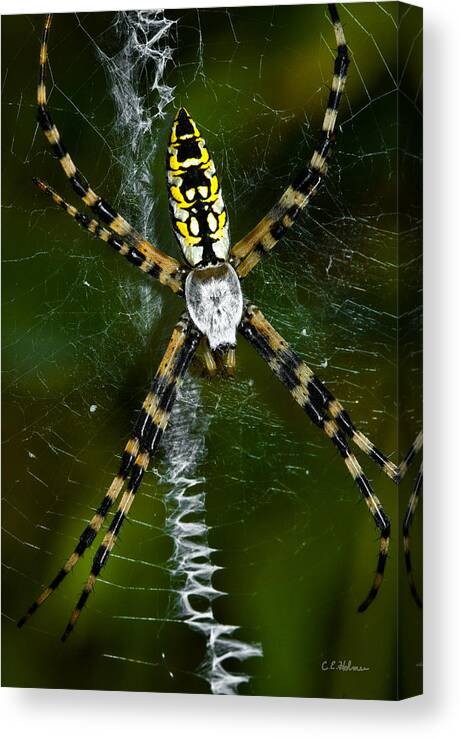 Spider Canvas Print featuring the photograph The Original Zig-Zag Stitch by Christopher Holmes