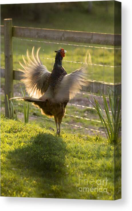 Pheasant Canvas Print featuring the photograph The Sun In My Wings by Ang El