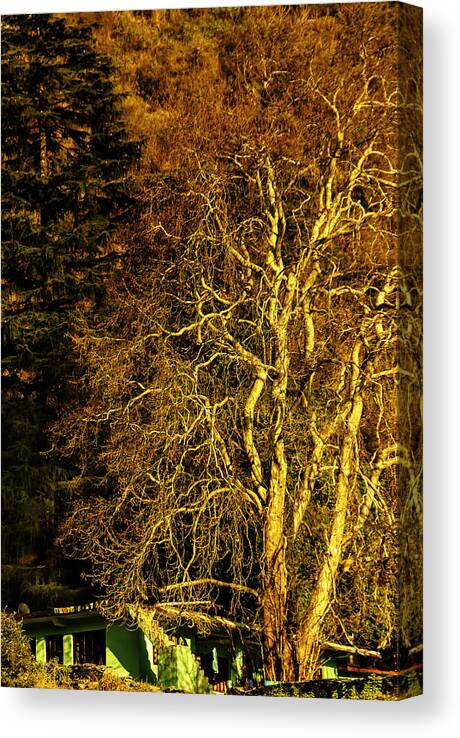 Tree Canvas Print featuring the photograph The Tree And The House by Rajiv Chopra
