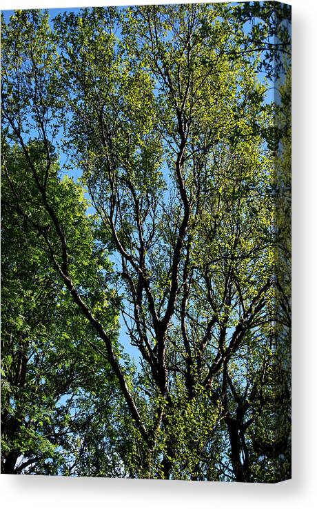 Trees Canvas Print featuring the photograph The Wonder of Trees by Marilynne Bull