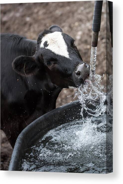 Cow Canvas Print featuring the photograph Thirsty Cow by Holden The Moment