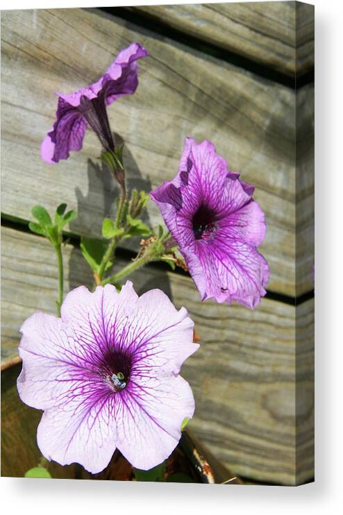 Flower Canvas Print featuring the photograph Three for Me by Phil Cappiali Jr