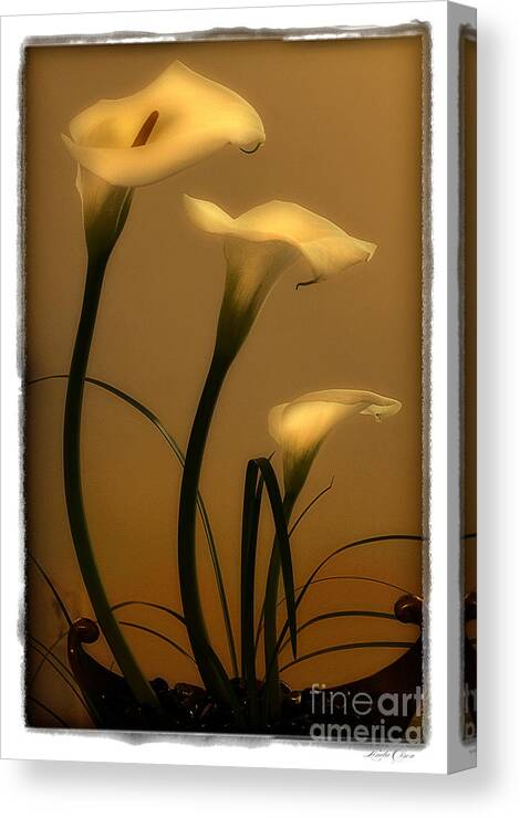 Flowers Canvas Print featuring the photograph Three Lilies by Linda Olsen