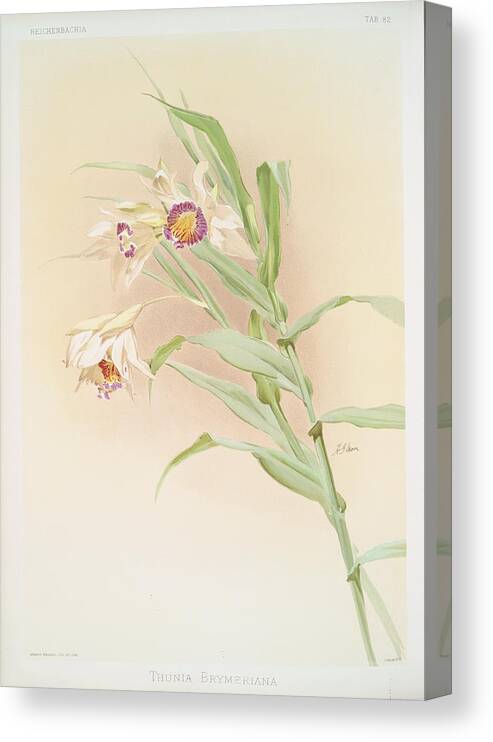 Botany Canvas Print featuring the photograph Thunia Brymeriana by Ricky Barnard