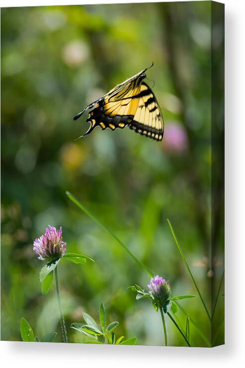 Tiger Swallowtail Butterfly In Flight Canvas Print featuring the photograph Tiger Swallowtail Butterfly In Flight by Holden The Moment
