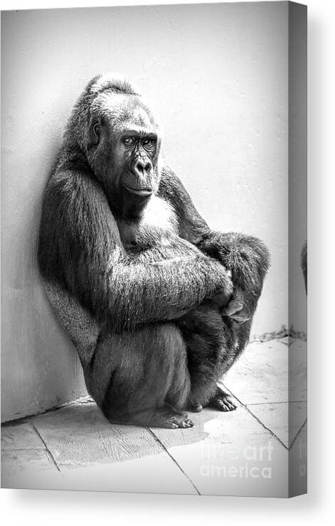 Gorilla Canvas Print featuring the photograph Time Out by Paulette Thomas