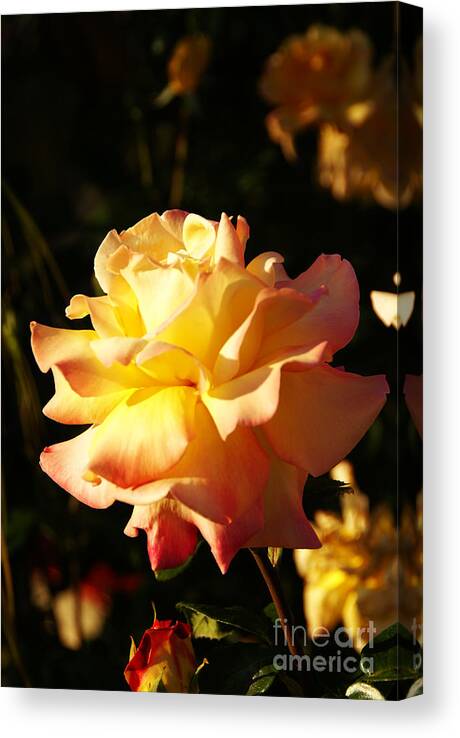 Rose Canvas Print featuring the photograph Together We Stand by Linda Shafer