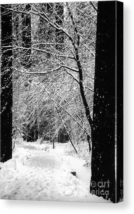 Landscape Canvas Print featuring the photograph Tracks in the snow by Richard Verkuyl