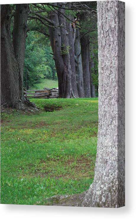 Trees Canvas Print featuring the photograph Tree Line by Eric Liller