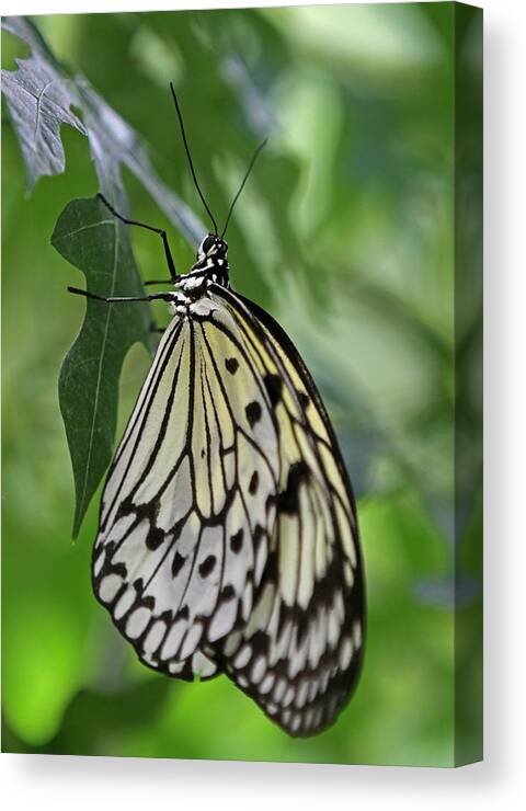 Butterfly Canvas Print featuring the photograph Tree Nymph by Juergen Roth