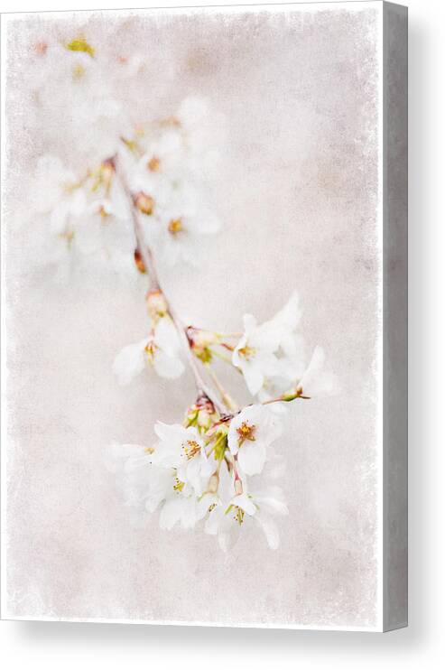 Flowers Canvas Print featuring the photograph Triadelphia Cherry Blossoms by Jill Love