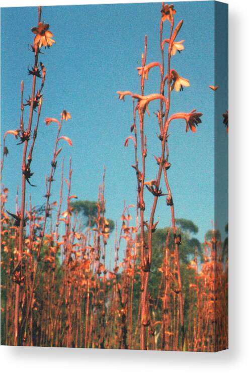 Trigger Canvas Print featuring the photograph Trigger Plant Tasmania by Ron Swonger