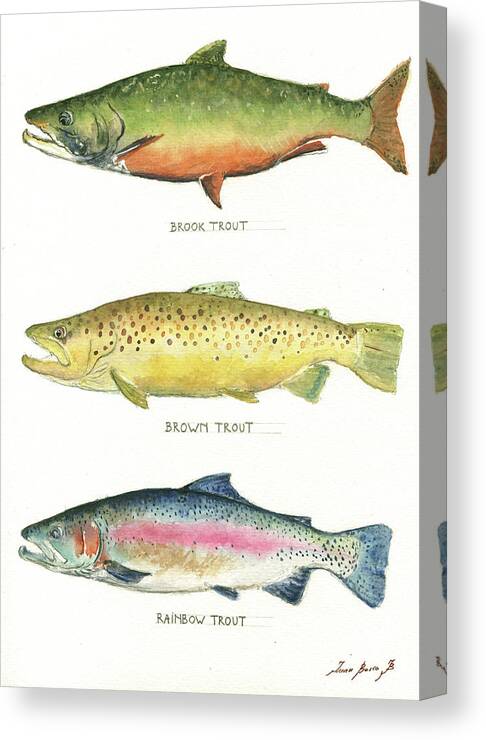Brook Trout Canvas Print featuring the painting Trout species by Juan Bosco
