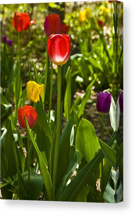 Spring Canvas Print featuring the photograph Tulips in the Garden by Anthony Sacco