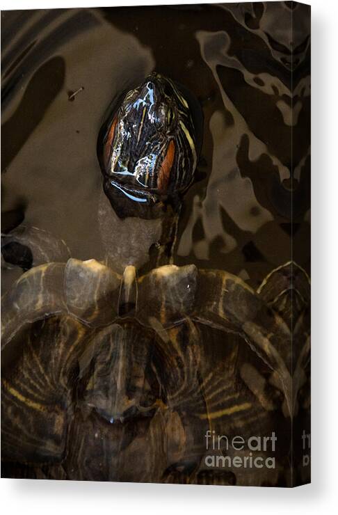 Cheryl Baxter Photography Canvas Print featuring the photograph Turtle in the Water by Cheryl Baxter