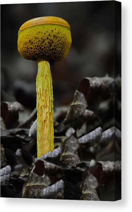 Mushroom Canvas Print featuring the photograph Two Colored Bolete by Eric Liller