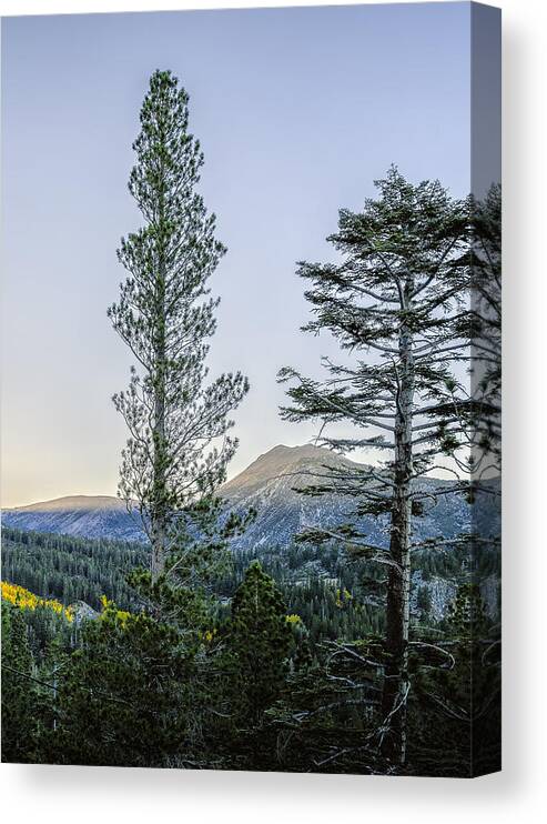 America Canvas Print featuring the photograph Two Trees by Maria Coulson