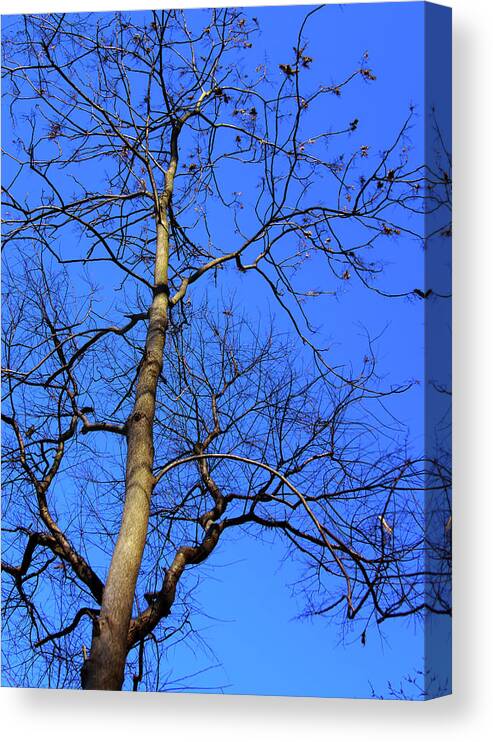 Photograph Canvas Print featuring the photograph Up to the Blue Sky by Reynaldo Williams