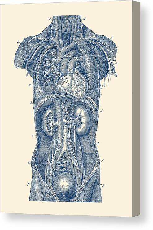 Heart Canvas Print featuring the drawing Upper Body Anatomy Diagram by Vintage Anatomy Prints