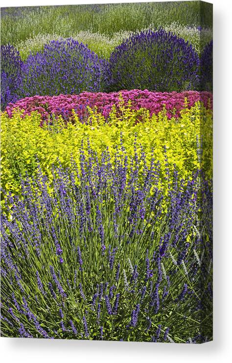 Farm Canvas Print featuring the photograph Variety in the Lavender by Eggers Photography