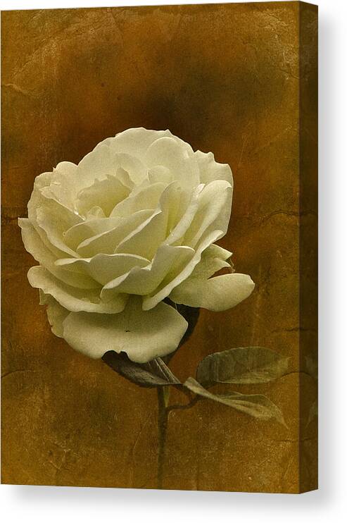 White Rose Canvas Print featuring the photograph Vintage November White Rose by Richard Cummings