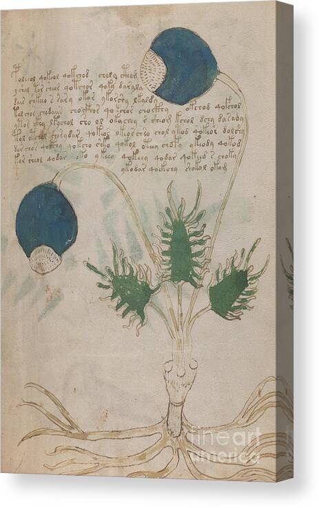 Plant Canvas Print featuring the drawing Voynich flora 20 by Rick Bures