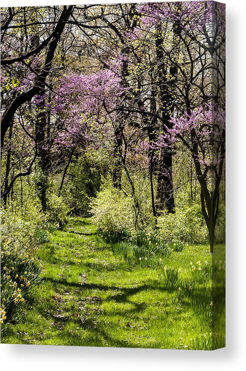 Morton Arboretum Canvas Print featuring the photograph Walk in the Park by Tom Potter
