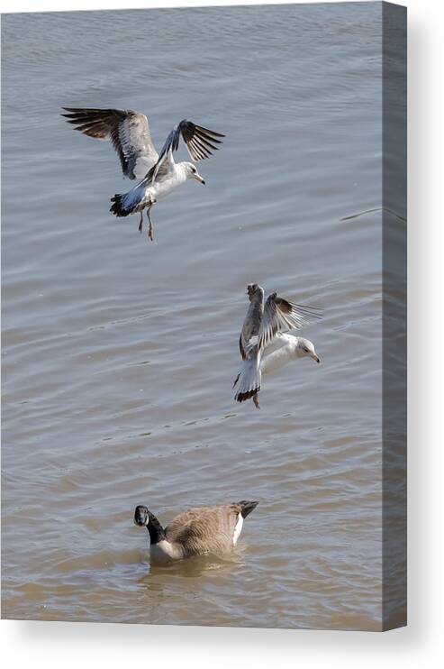 Gull Canvas Print featuring the photograph Watch Out Below by Holden The Moment