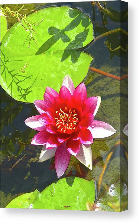  Canvas Print featuring the photograph Water Lily In Pond by Sherri Chritton