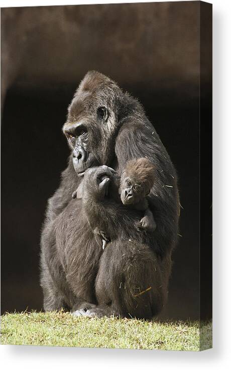 Mp Canvas Print featuring the photograph Western Lowland Gorillas by San Diego Zoo