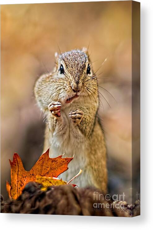 Chipmunk Canvas Print featuring the photograph What Peanut by Barbara McMahon