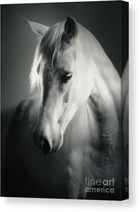 Horse Canvas Print featuring the photograph White Horse Head Art Portrait by Dimitar Hristov