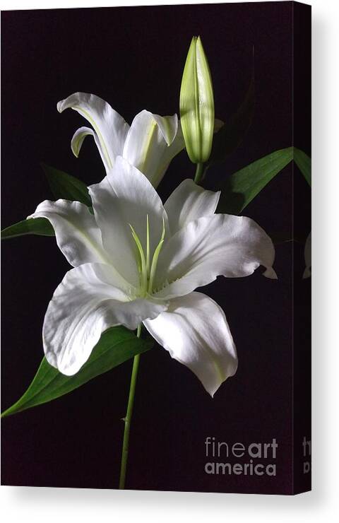 Photography Canvas Print featuring the photograph White Lily by Delynn Addams