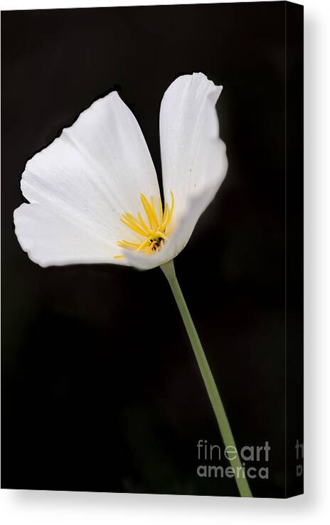 Poppy Canvas Print featuring the photograph White Mexican Gold Poppy by Tamara Becker
