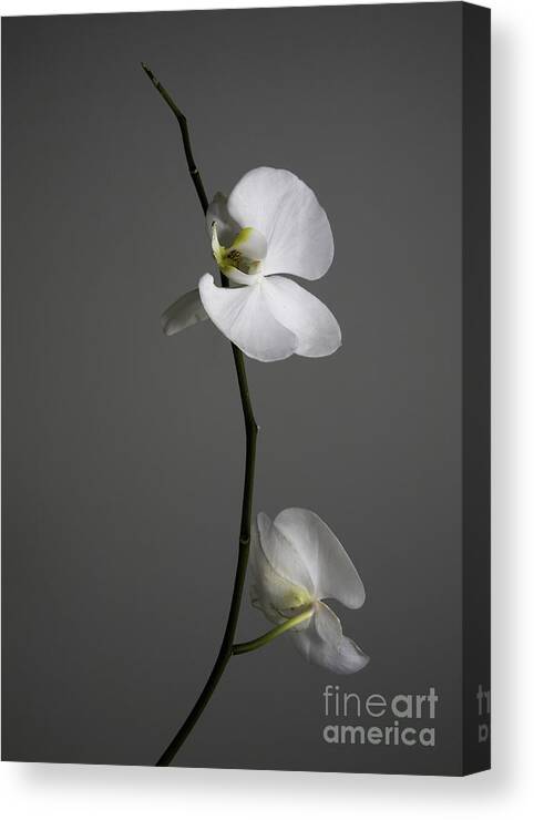 Orchid Canvas Print featuring the photograph White Phalaenopsis Orchid by Diane Diederich